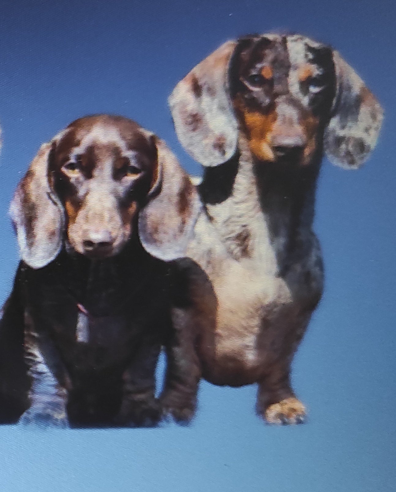 Dachshund clothing line. Fluppies