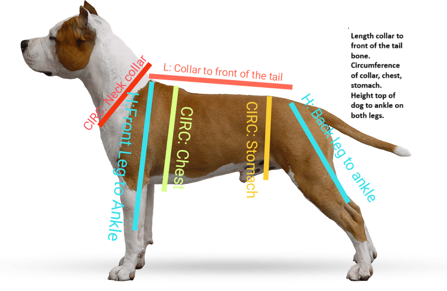 UV/Rash Suit BOY and  "NEW TRI-PAWDS"