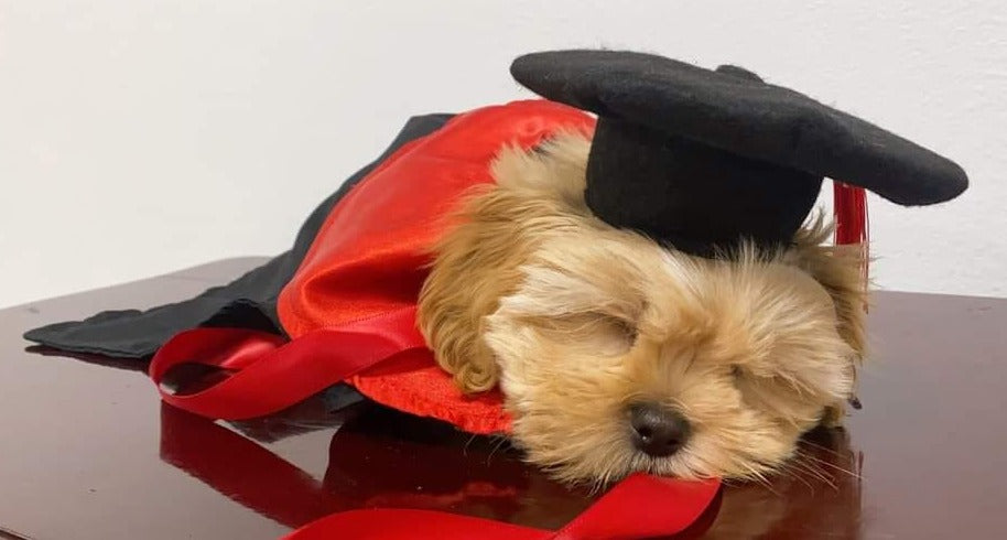 Graduation Robe Pets