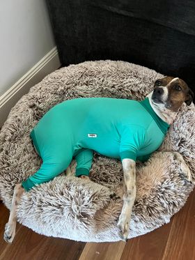 UV/Rash Suit BOY and  "NEW TRI-PAWDS"