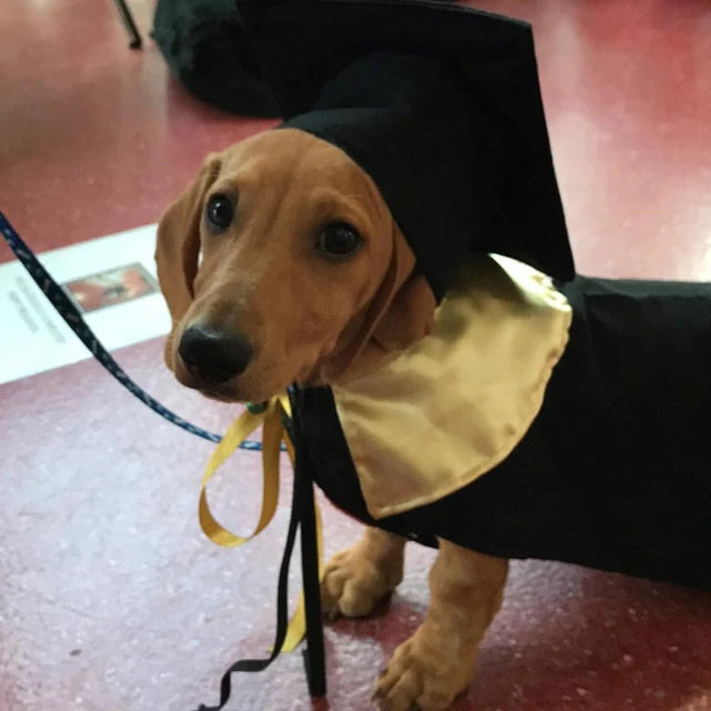 Graduation Robe Pets