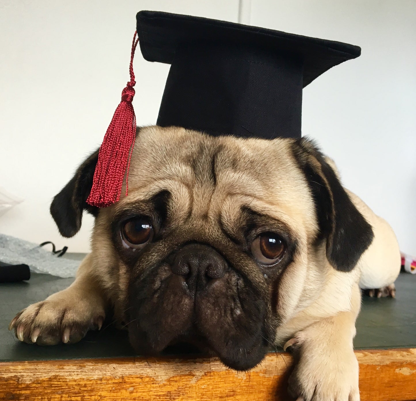 Graduation Cap Pets