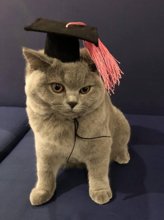 Graduation hat for dogs top