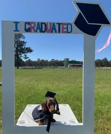 Graduation Cap Pets