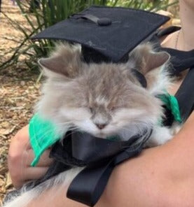 Graduation Robe Pets