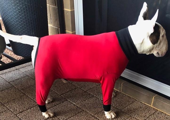 UV/Rash Suit BOY and  "NEW TRI-PAWDS"